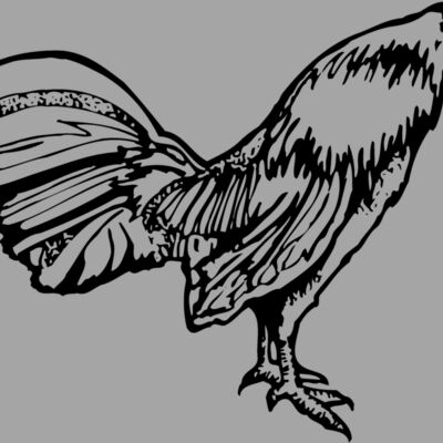 CHICK011 Thumbnail