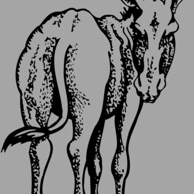 BURRO003 Thumbnail