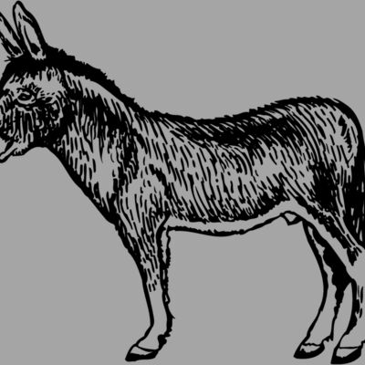 BURRO004 Thumbnail