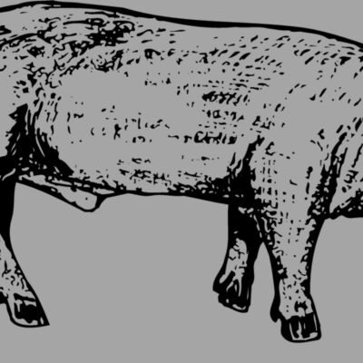 HOG0004 Thumbnail