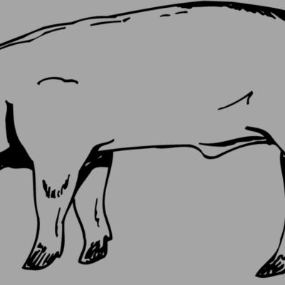 HOG0006 Thumbnail