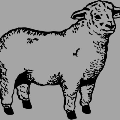 SHEEP003 Thumbnail