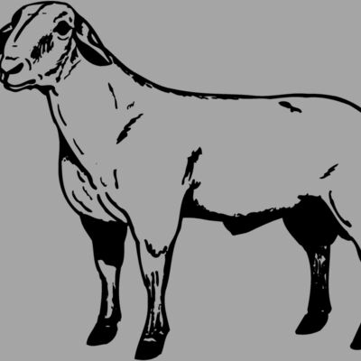 SHEEP008 Thumbnail