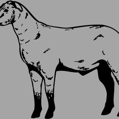 SHEEP009 Thumbnail