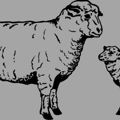 SHEEP010 Thumbnail