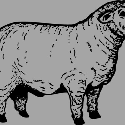 SHEEP012 Thumbnail