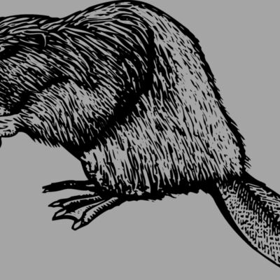 BEAVER01 Thumbnail