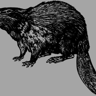 BEAVER02 Thumbnail