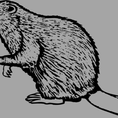 BEAVER03 Thumbnail