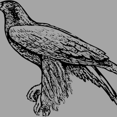 BIRD003 Thumbnail