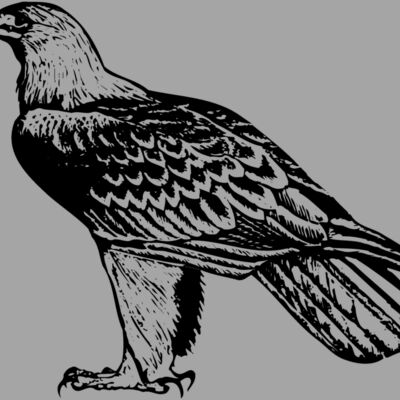 BIRD005 Thumbnail
