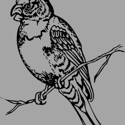 BIRD008 Thumbnail