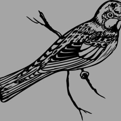 BIRD019 Thumbnail