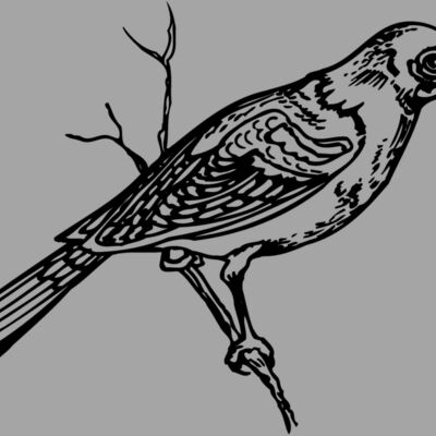 BIRD020 Thumbnail