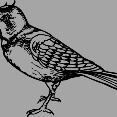 BIRD021 Thumbnail