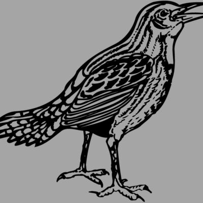 BIRD023 Thumbnail