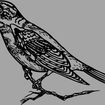 BIRD027 Thumbnail