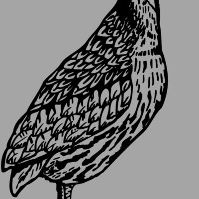 BIRD044 Thumbnail