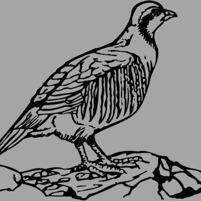 BIRD045 Thumbnail
