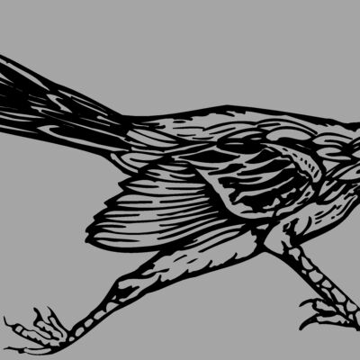 BIRD046 Thumbnail