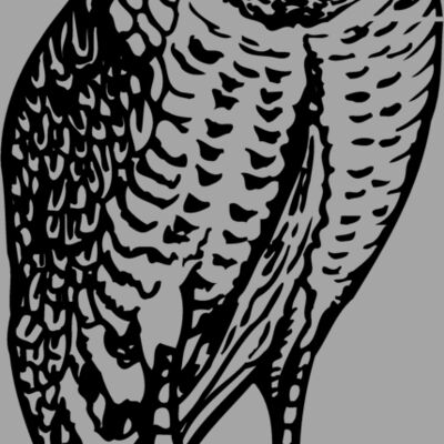 BIRD047 Thumbnail