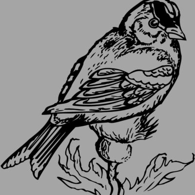 BIRD050 Thumbnail