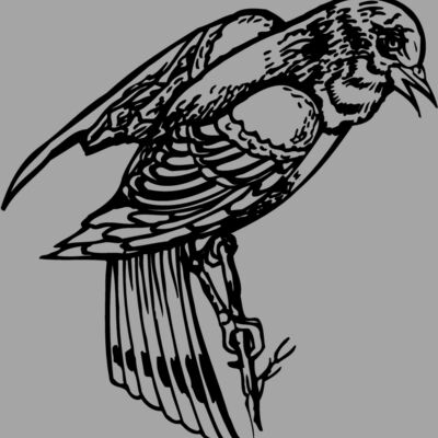 BIRD051 Thumbnail