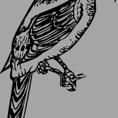 BIRD053 Thumbnail