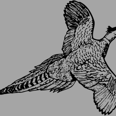 BIRD056 Thumbnail