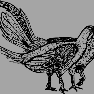 BIRD057 Thumbnail