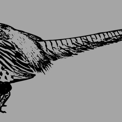 BIRD058 Thumbnail