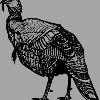 BIRD059 Thumbnail