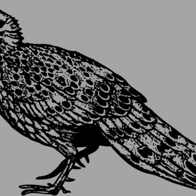 BIRD060 Thumbnail