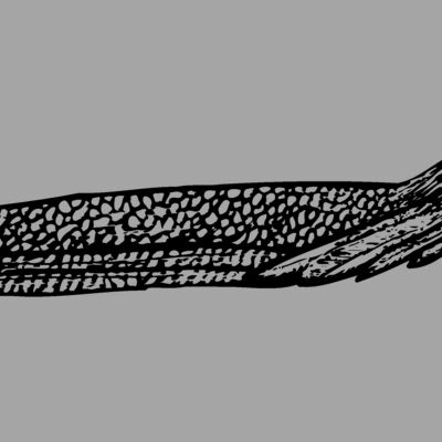 BIRD062 Thumbnail