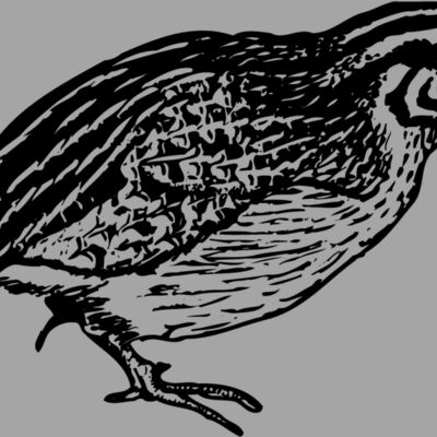 BIRD065 Thumbnail