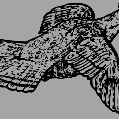 BIRD066 Thumbnail
