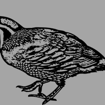 BIRD068 Thumbnail