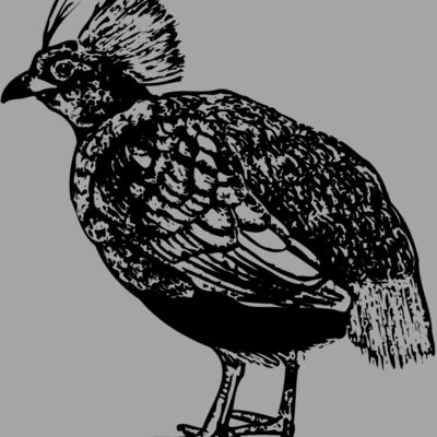 BIRD070 Thumbnail