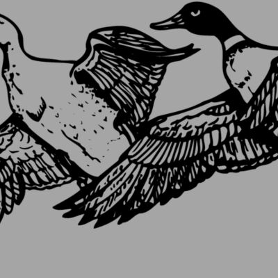 BIRD080 Thumbnail
