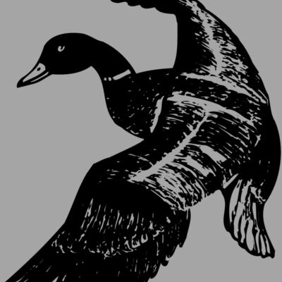 BIRD081 Thumbnail