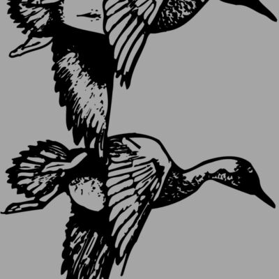 BIRD084 Thumbnail