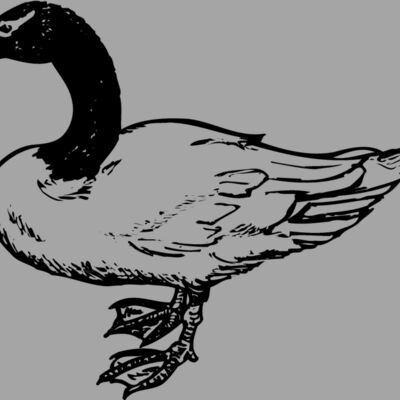 BIRD086 Thumbnail