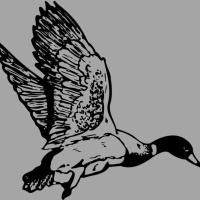 BIRD087 Thumbnail