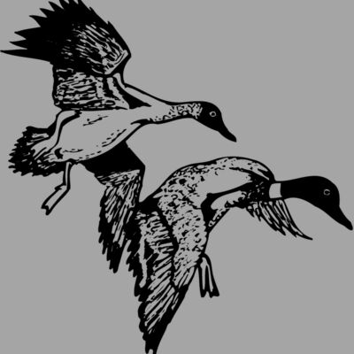 BIRD088 Thumbnail