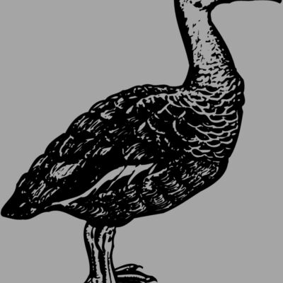 BIRD089 Thumbnail