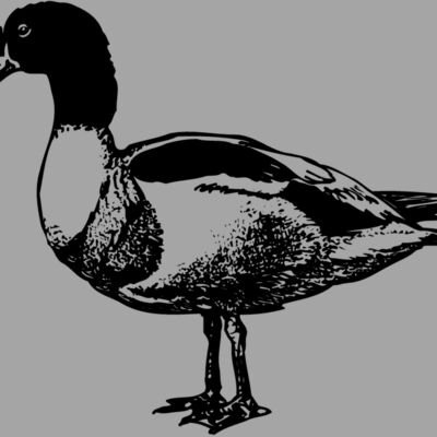 BIRD090 Thumbnail