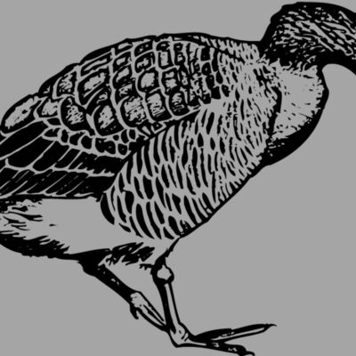 BIRD091 Thumbnail