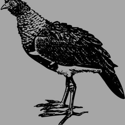 BIRD092 Thumbnail