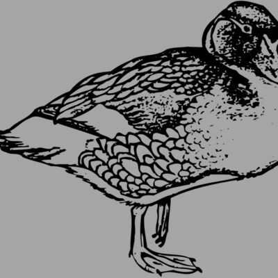 BIRD098 Thumbnail