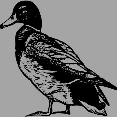 BIRD101 Thumbnail